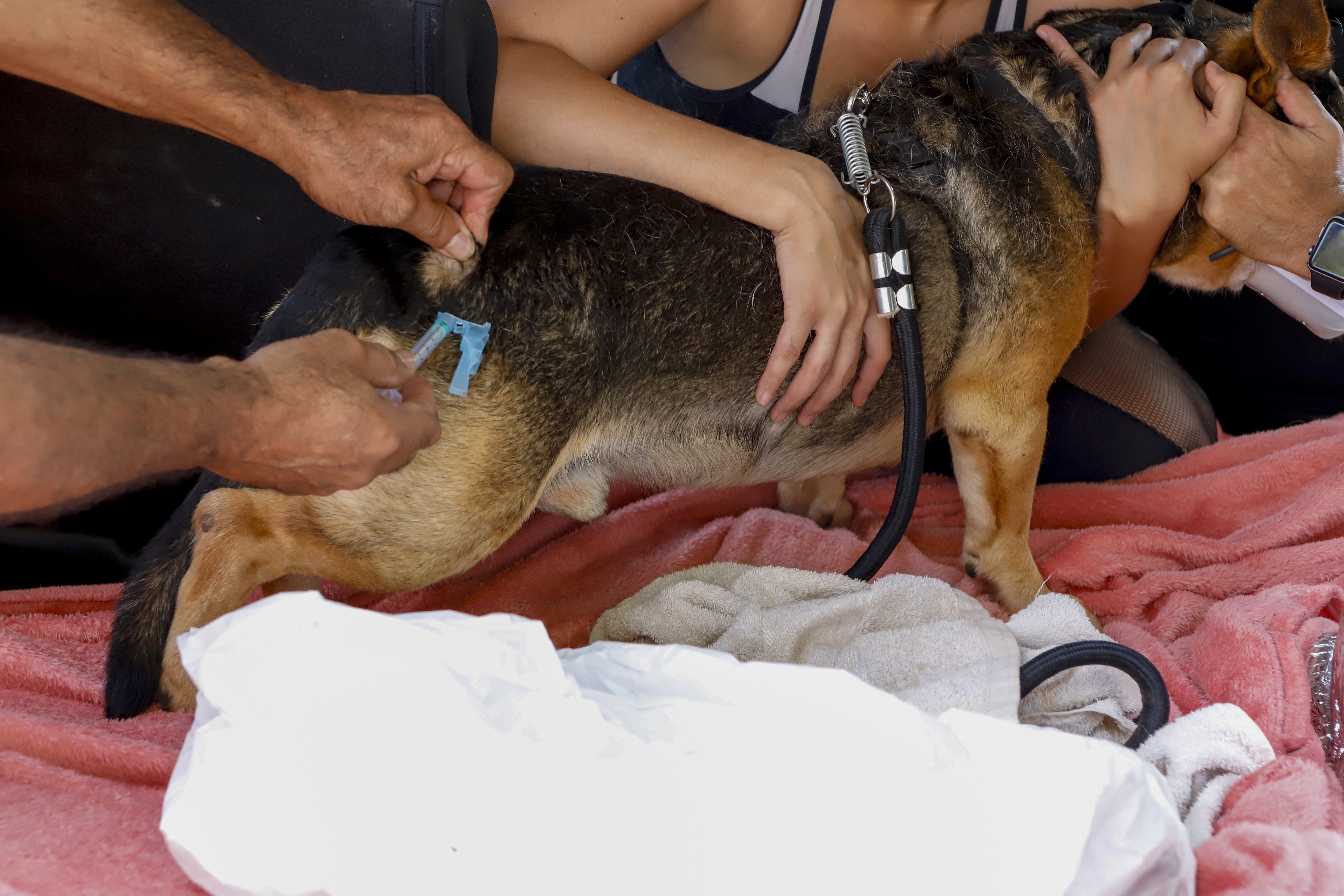 Capa da notícia: Campanha antirrábica: mais de 112 mil animais foram vacinados contra a raiva no DF