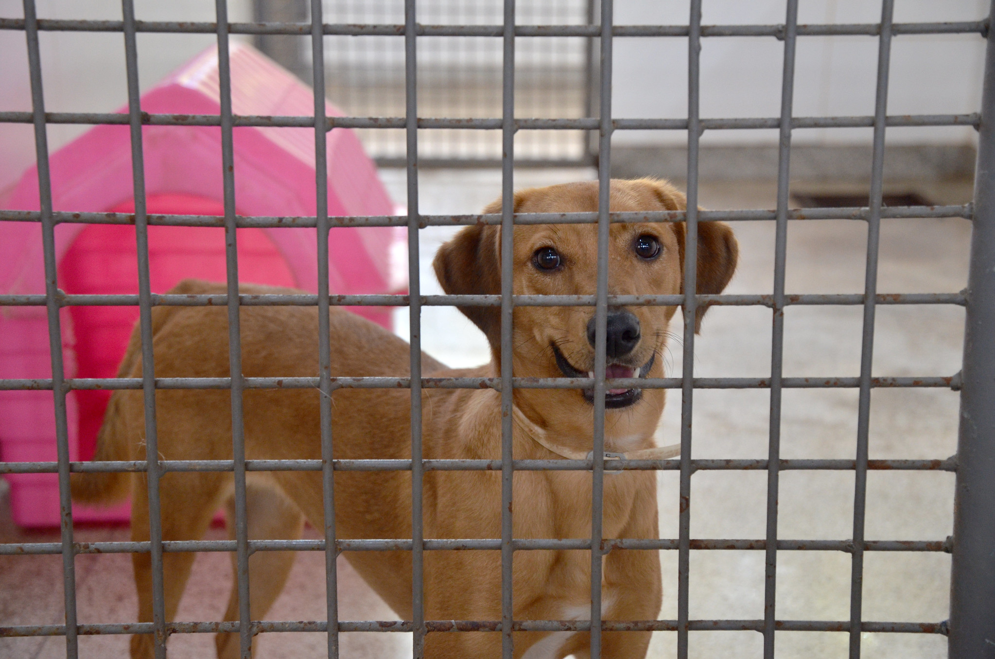 Capa da notícia: Zoonoses disponibiliza mais de dez cães para adoção