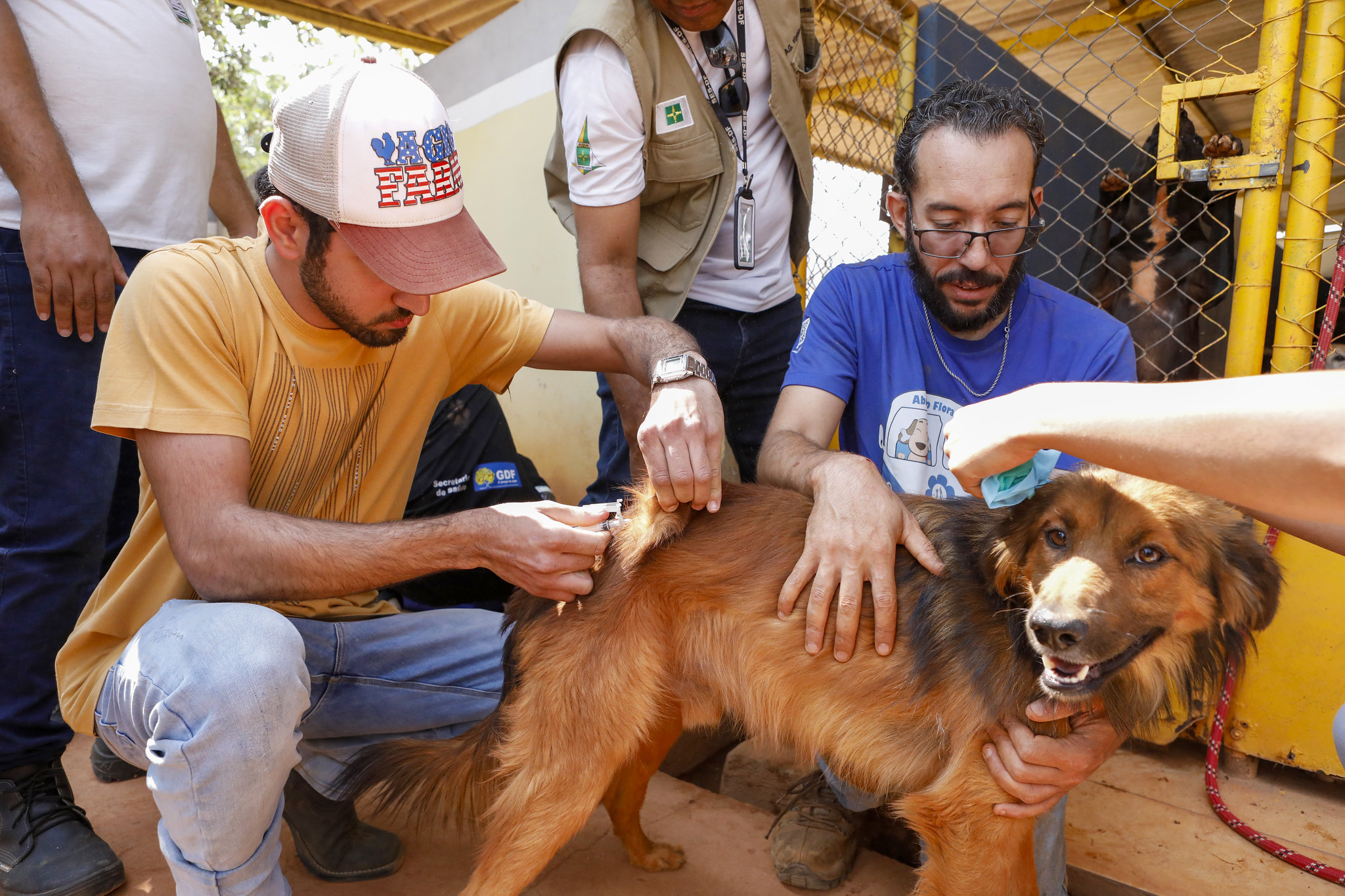 Capa da notícia: Sábado é dia de vacinar cães e gatos contra a raiva