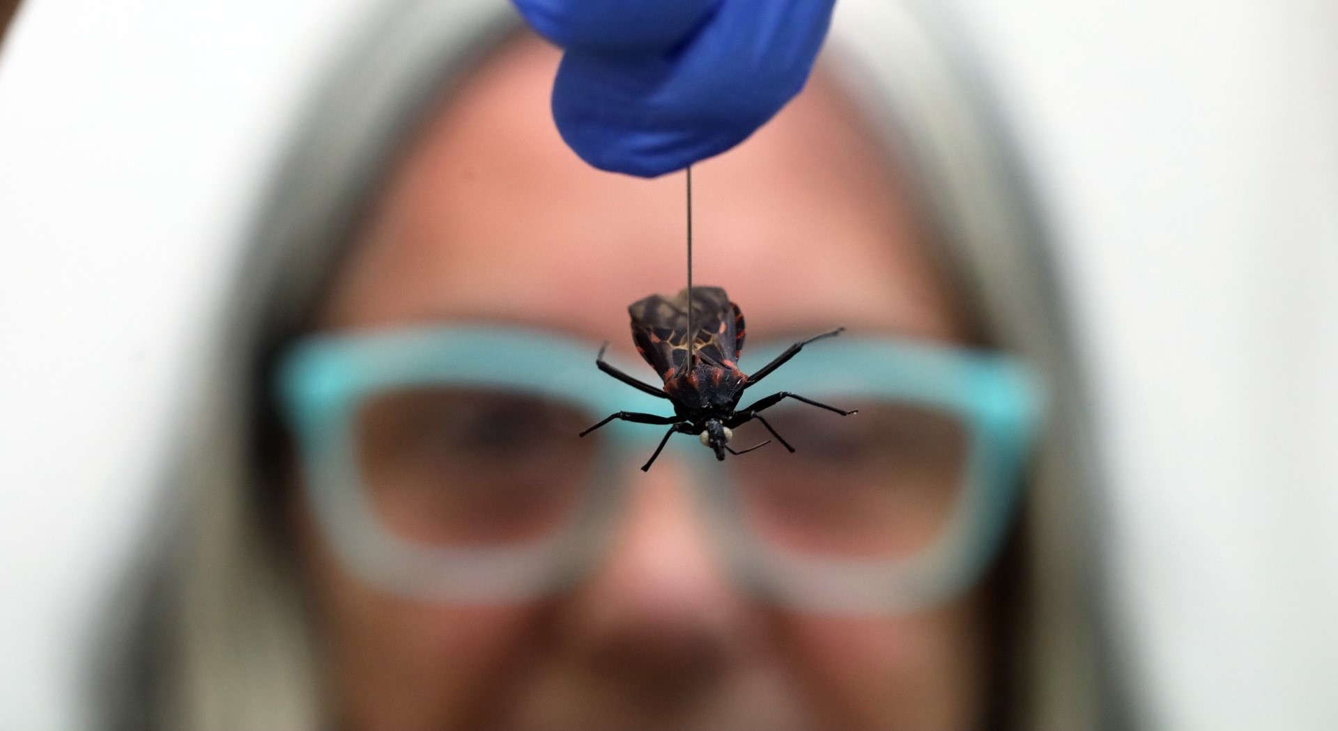 Capa da notícia: Saiba o que fazer ao encontrar um inseto parecido com o barbeiro de Chagas