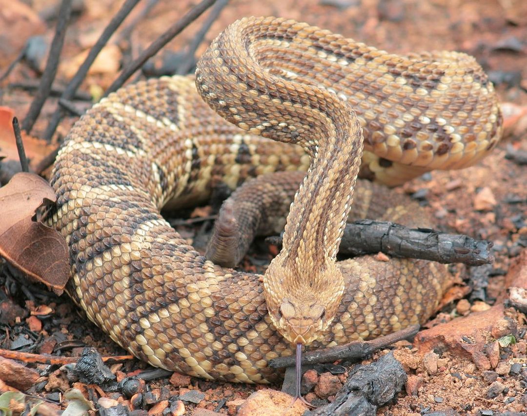 Serpente corre risco de ser sacrificada no DF por falta de soro no país