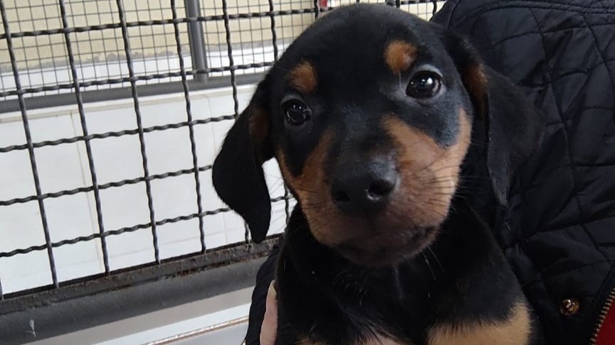 Capa da notícia: Feirinha de adoção neste sábado (17) busca família para cães