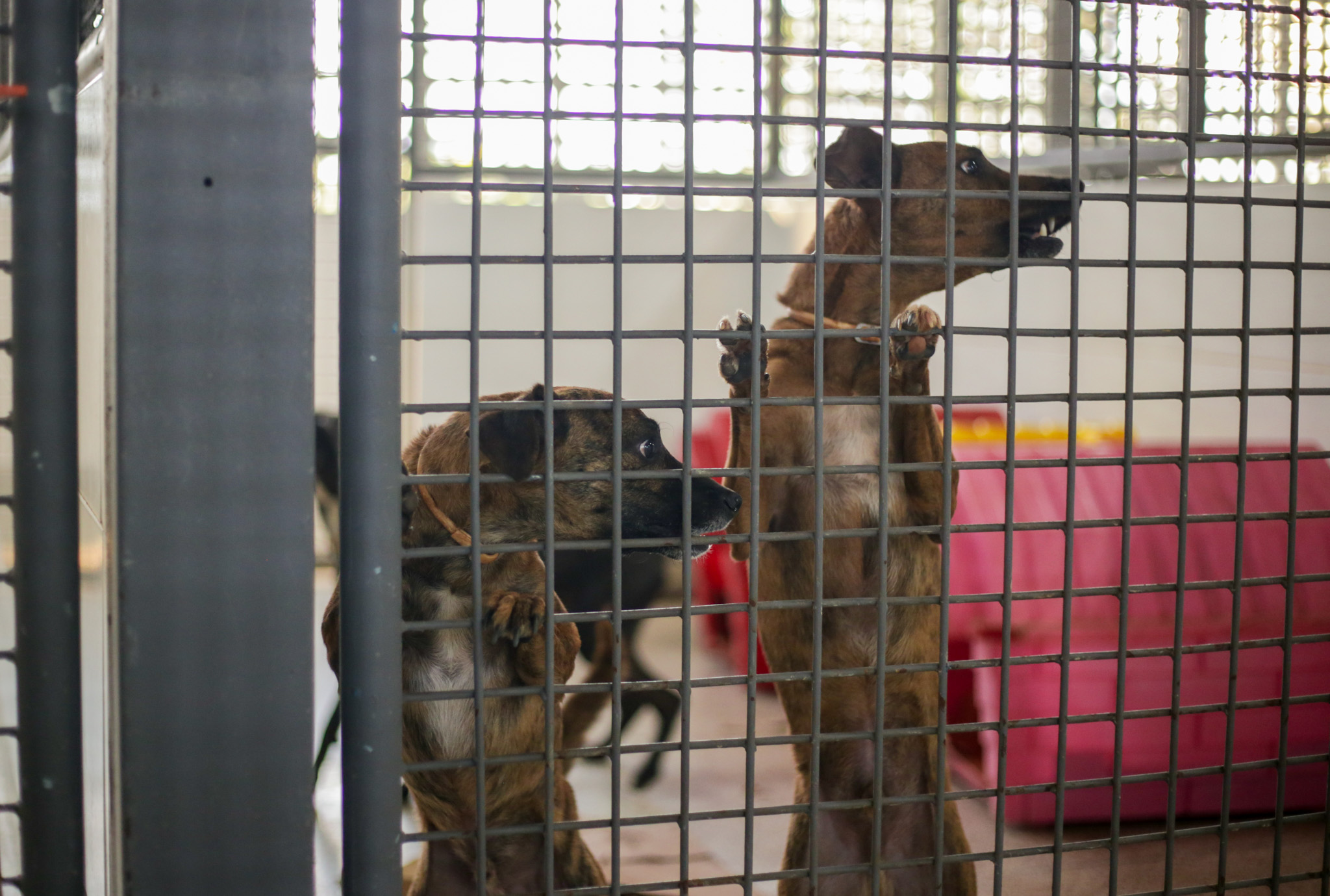 Capa da notícia: Zoonoses é referência para receber animais com doenças transmissíveis aos humanos